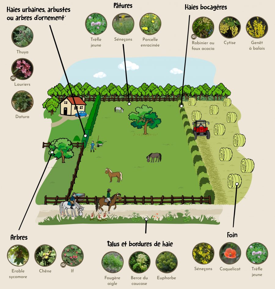 Les plantes toxiques pour les chevaux à nous de les connaître pour