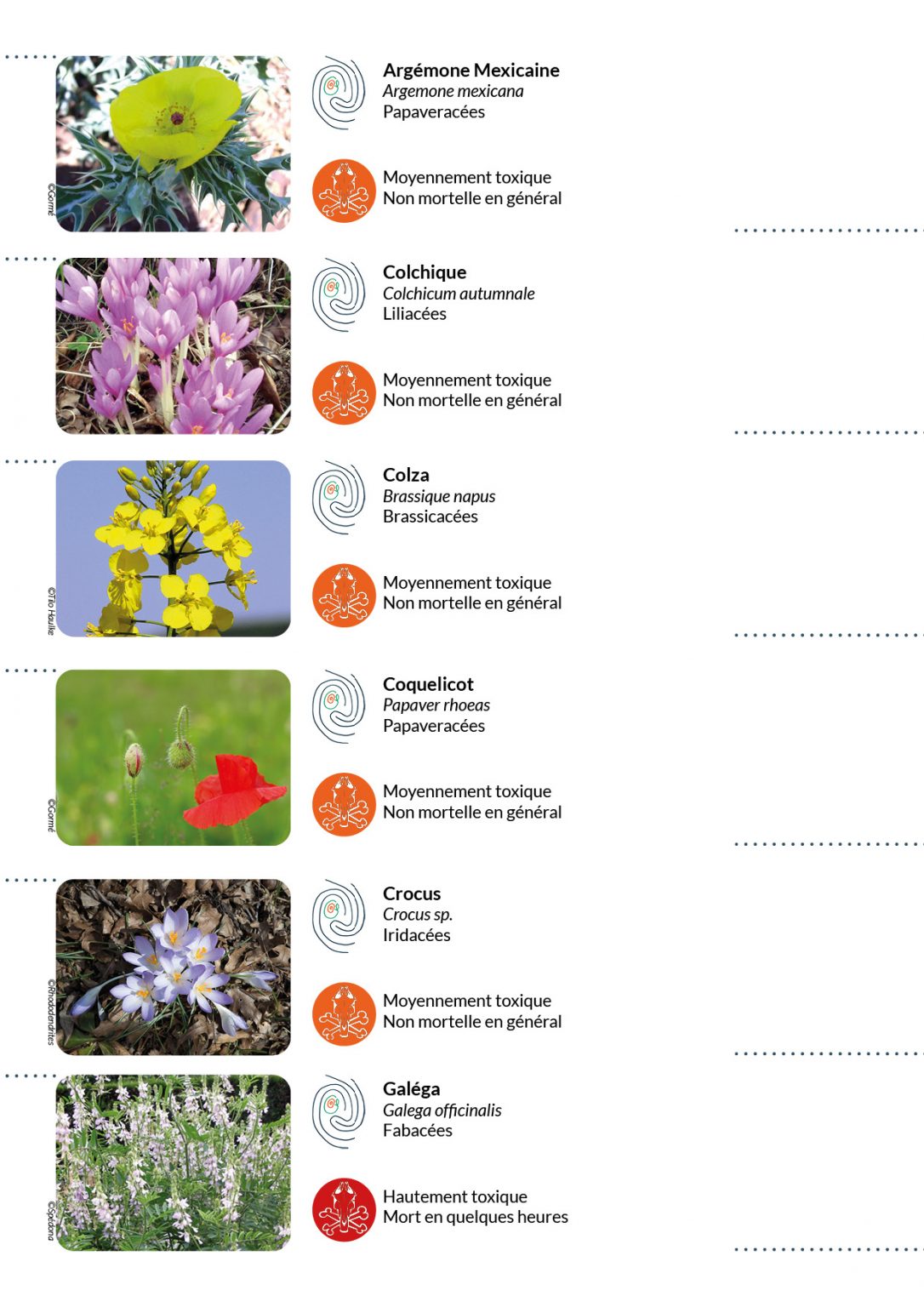 P Tures Et Foin Quelles Sont Les Principales Plantes Toxiques Pour