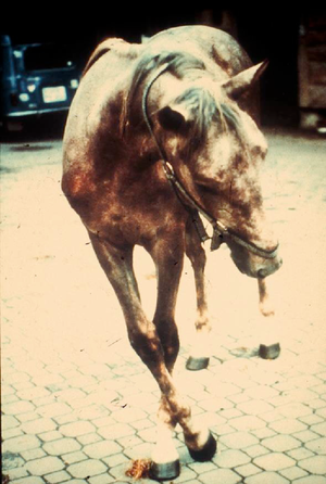 Posture anormale chez le cheval infecté par la maladie de Borna 