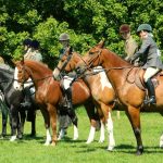 Rassemblements de chevaux: anticiper pour limiter les épidémies