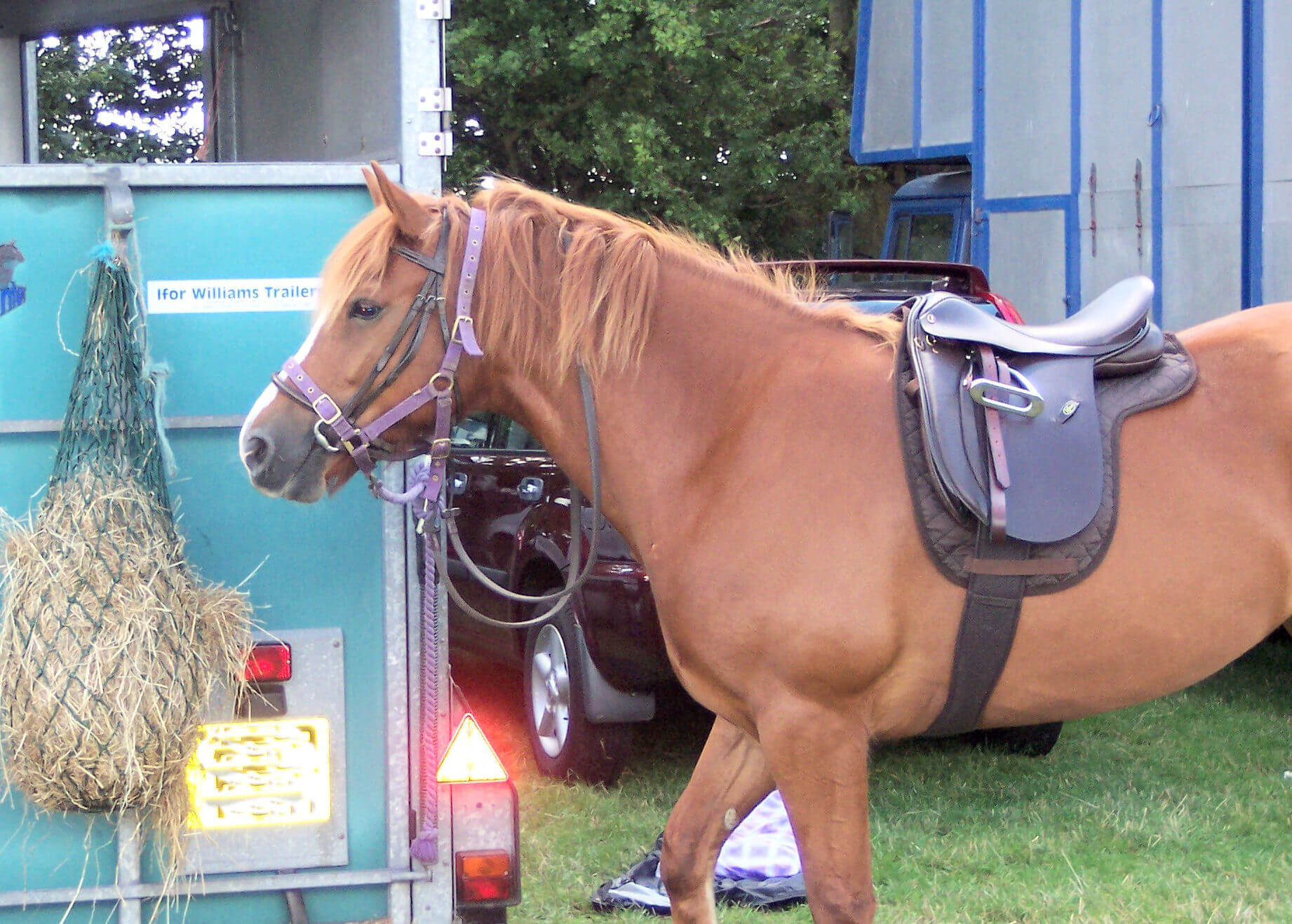 Les bons gestes pour transporter vos chevaux en période estivale