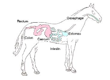 Schéma appareil digestif cheval