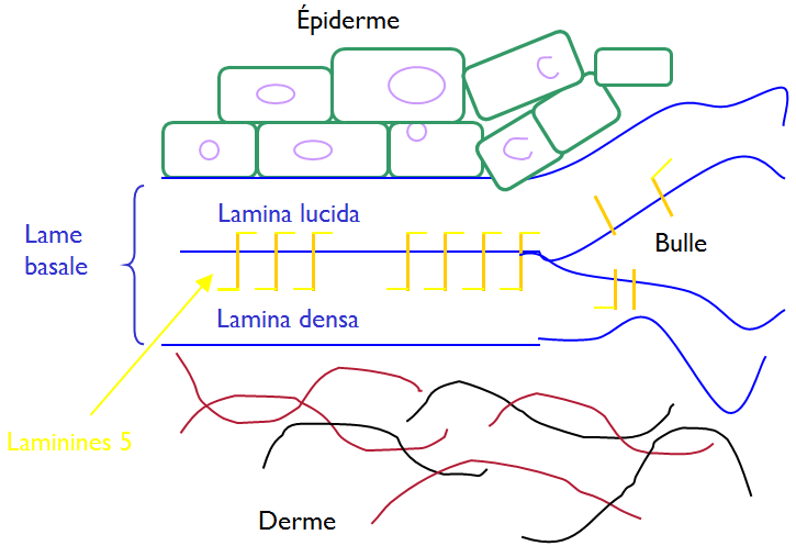 Représentation schématique de la jonction entre le derme et l’épiderme 