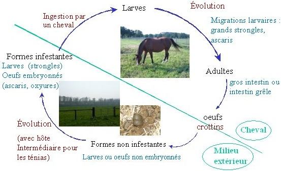 cycle parasitaire des vers intestinaux du cheval