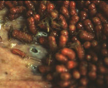 larves de gastérophiles parasite