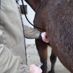 Comment prémunir son cheval des maladies hivernales ? (vidéo)