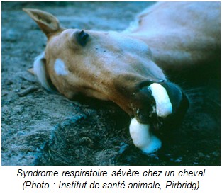 syndrome respiratoire sévère cheval - RESPE