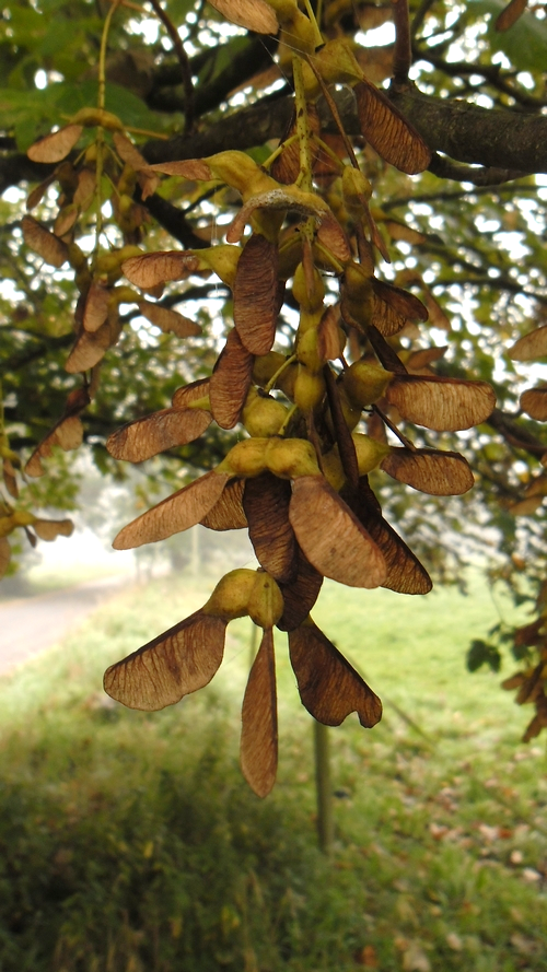 Samares de l’érable sycomore (Acer pseudoplatanus)
