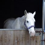 WEBCONFÉRENCE – Grippe équine, décryptage du come-back en France – Le 12.11.2019