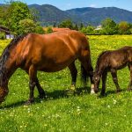Les plantes toxiques pour les chevaux : à nous de les connaître pour leur éviter l’intoxication !