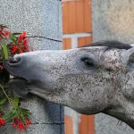 Massifs ornementaux, haies horticoles et aménagements paysagers : quelles sont les principales plantes toxiques pour les chevaux qu’il est possible d’y rencontrer ?