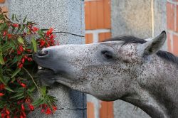 Massifs ornementaux, haies horticoles et aménagements paysagers : quelles sont les principales plantes toxiques pour les chevaux qu’il est possible d’y rencontrer ?