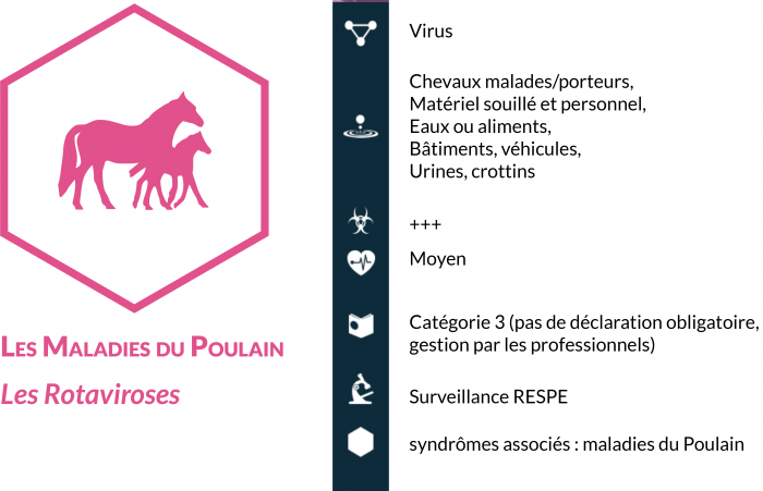 Rotavirus: des virus très contagieux et cause de diarrhées chez le poulain