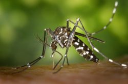 Les moustiques : mieux les connaître pour mieux protéger nos équidés !