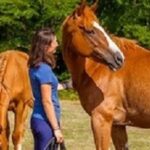 Avoir un cheval – Lettre d’information IFCE n°111