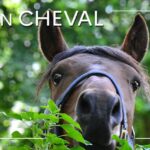 Avoir un cheval – Lettre d’information IFCE n°114