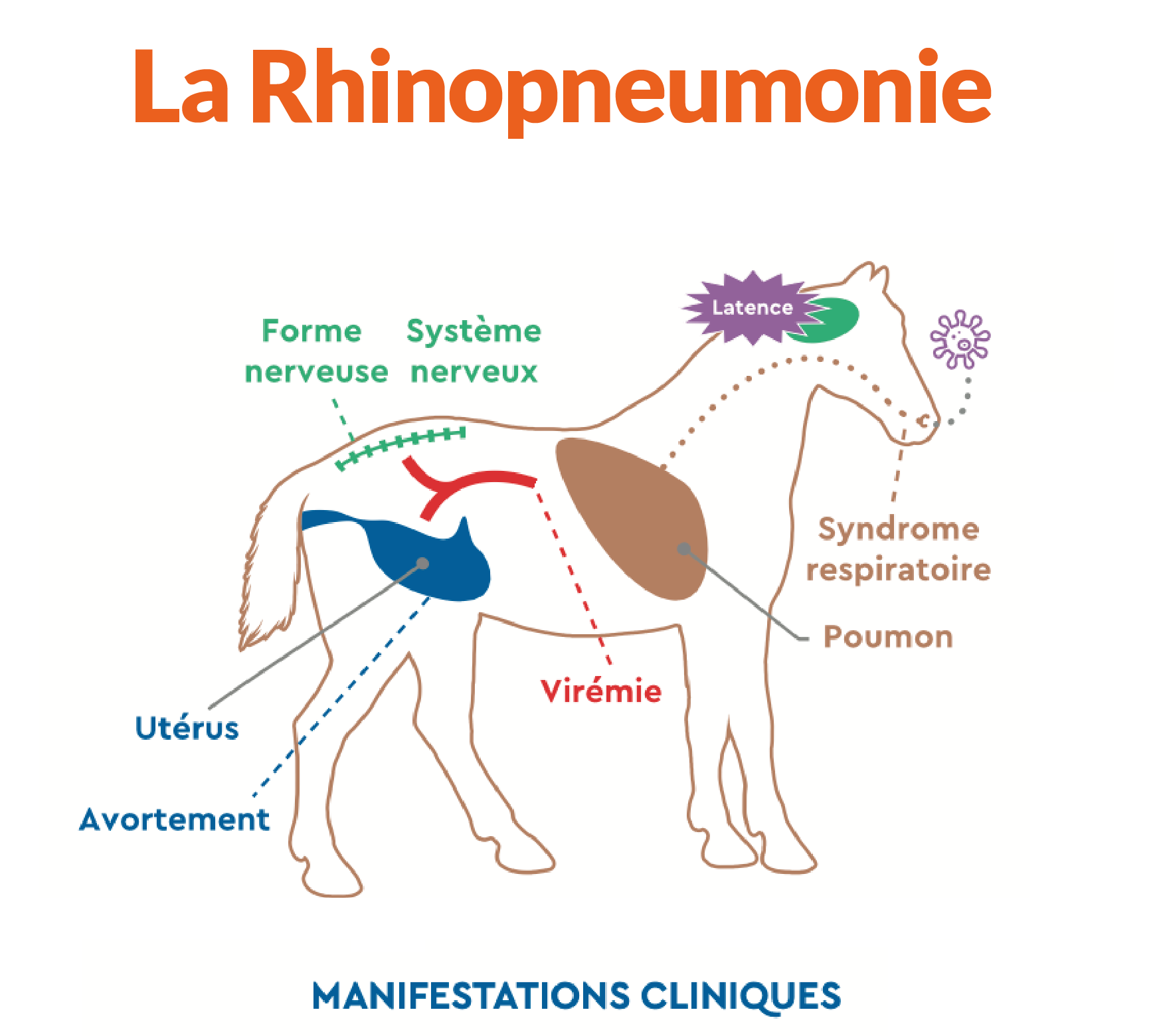 La rhinopneumonie : tous concernés - RESPE