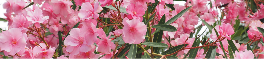 Plantes toxiques : Le laurier rose – Nerium Oleander