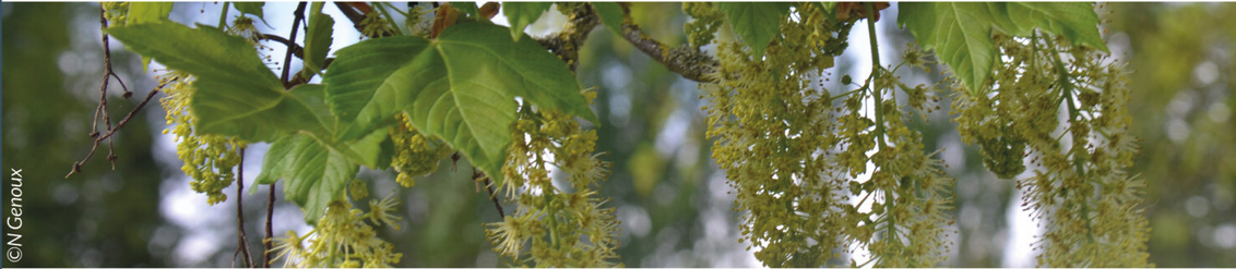 Plantes toxiques : L’érable sycomore – Acer pseudoplatanus