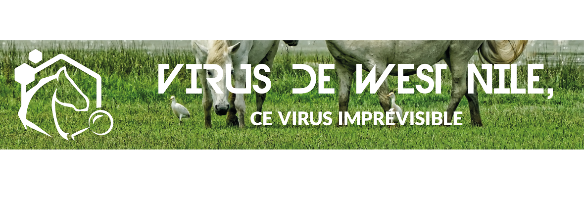 Camille Migné fait le point sur le virus de West Nile dans une webconférence RESPE