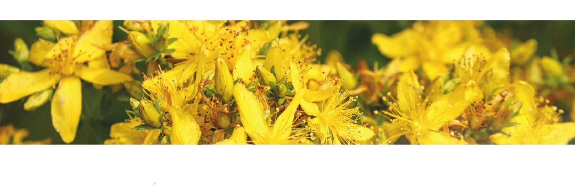 Plantes toxiques : Le millepertuis – Hypericum perforatum