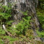 1fougere-aigle-situation-©N-Genoux