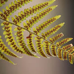1fougere-aigle-spores-©Manfredrichter