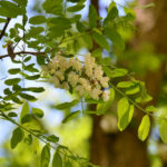 1robinier-fleurs-©N-Genoux