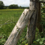 1robinier-situation-1-©N-Genoux