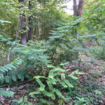 1robinier-situation-3
