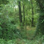 1robinier – situation – S Doronenko