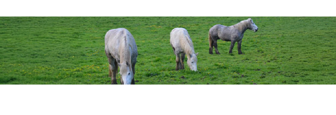 Le RESPE relaie la Lettre « Avoir un Cheval » de l’IFCE !