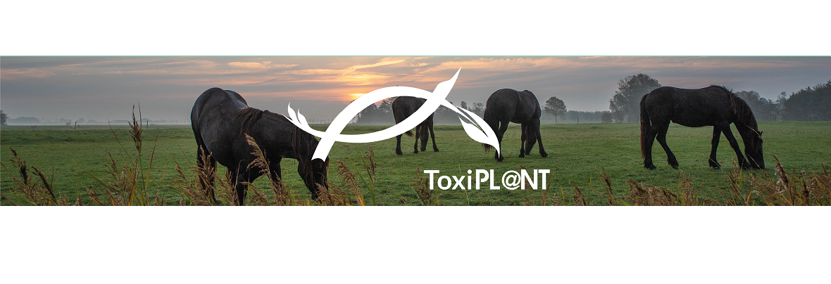 ToxiPL@NT : comment fonctionne l’aide à la reconnaissance des plantes ?