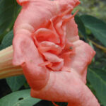 1Brugmansia_fleur-©mareuil