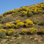 1Spartium—colline—©A-Barra