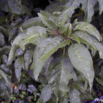 1brugmansia-leaves-©Trout