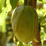 1brugmansia_fruit-©Trout