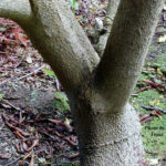 1brugmansia_trunk-©Trout-