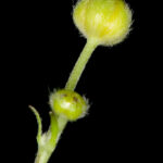 1renoncule-acre-bouton-floral-©P-Goujon