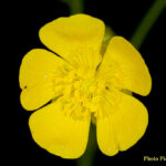 1renoncule-acre-fleur-©P-Goujon
