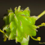 1renoncule-acre-fruit-©P-Goujon