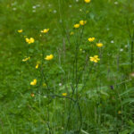 1renoncule-acre-plante-entière-©P-Goujon