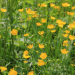 1renoncule-acre-prairie-©G-Schober