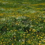 1renoncule-acre-prairie-©H-Braxmeier
