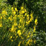 1spartium—buisson—©Jean-Jacques-Houdre