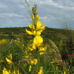 1spartium—causse—©bernard-andrieu