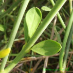 1spartium—feuille—©bernard-andrieu