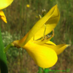 1spartium—fleur—©bernard-andrieu