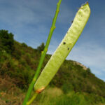 1spartium—fruits—©catherine-mahyeux