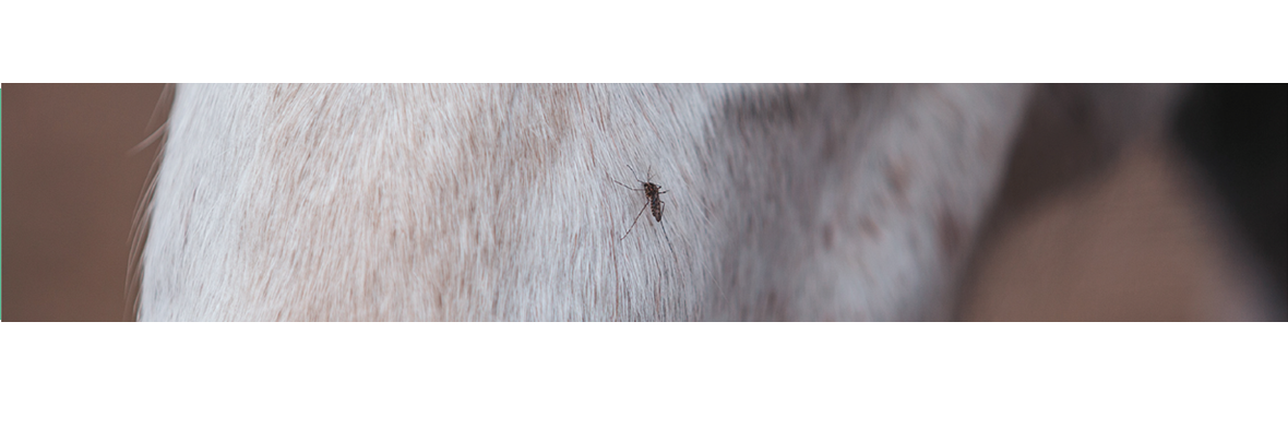 Le RESPE anime une webconférence « Santé publique : le concept One Health en action sur le virus West Nile »